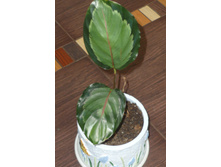 Calathea ����������