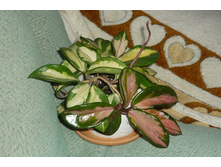 CARNOSA Tricolorc ���� ������� ����� �����