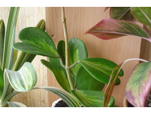 KERII VARIEGATA 1�����- �������  �����