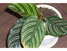 Calathea ornata ������� ����������