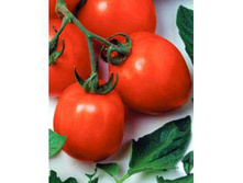 ����� ���� ���� F1  ��� ���  �� 10 ��. Seminis (����������� ������) 11,15�.jpg