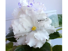 Arctic Frost ������.JPG