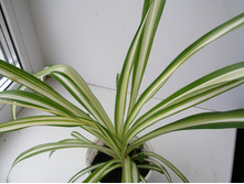 ���������� Vittatum+/