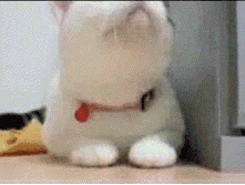 �����.gif