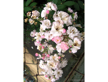 Guirlande Rose(���������)