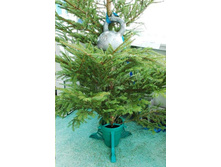tree.jpg