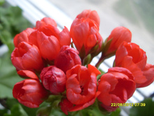 Red Pandora