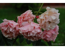 Cornelia(���������)