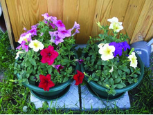 DSCF7170.jpg