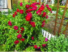 DSCF7182.jpg