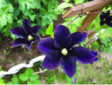 DSCF7195.jpg