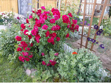 DSCF7201.jpg