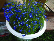 DSCF7213.jpg