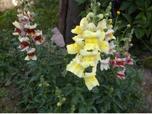 DSCF7224.jpg