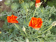 DSCF7228.jpg
