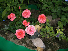 DSCF7260.jpg