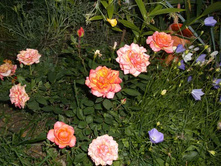 DSCF7262.jpg
