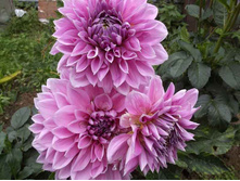 DSCF7278.jpg