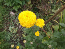 DSCF7289.jpg