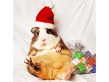 hamster519.jpg