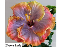 Creole Lady.jpg