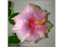 Tahitian Lavender Pastel 01_0.jpg