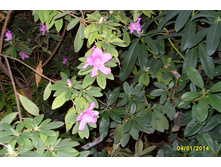 SDC10291.JPG