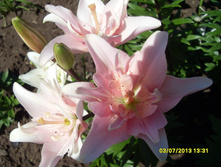 SDC13691.JPG