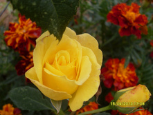 SDC14009.JPG