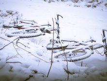 DSC07294.jpg