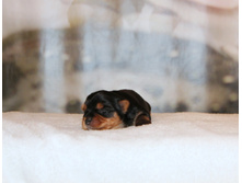 1-IMG_7046.JPG