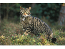 Scottish-wildcat-MS3000TIFF.jpg