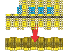businstr1.gif