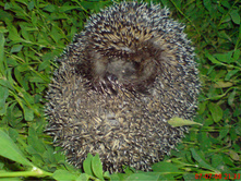 DSC00046.JPG