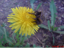 DSC01167.JPG