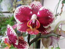 SDC14183.JPG