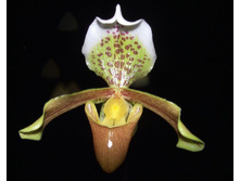 paphiopedilum insigne.jpg