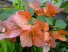 Scarlet Glory Orange