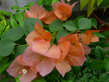 Scarlet Glory Orange