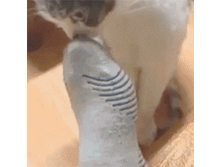 ���.gif