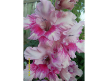 SDC13939.JPG