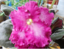 SDC14242.JPG