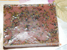 DSCN0724.JPG