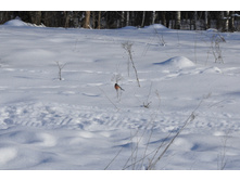 DSC_0127.JPG