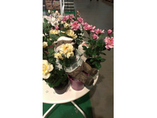 imag005430.jpg