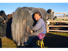 11-yak.jpg