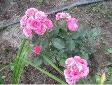 img175877.JPG