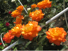img183664.JPG