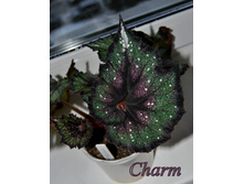 Charm
