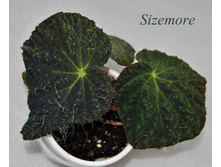 Sizemore